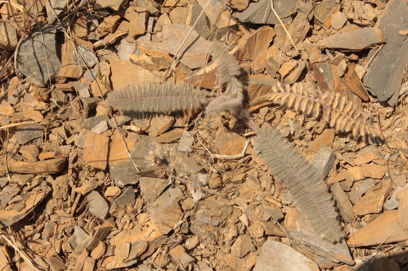 Astragalus leptophysus photo 6