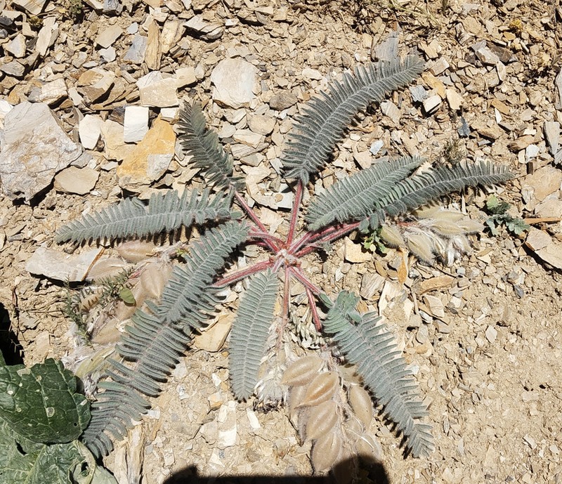 Astragalus leptophysus photo 7