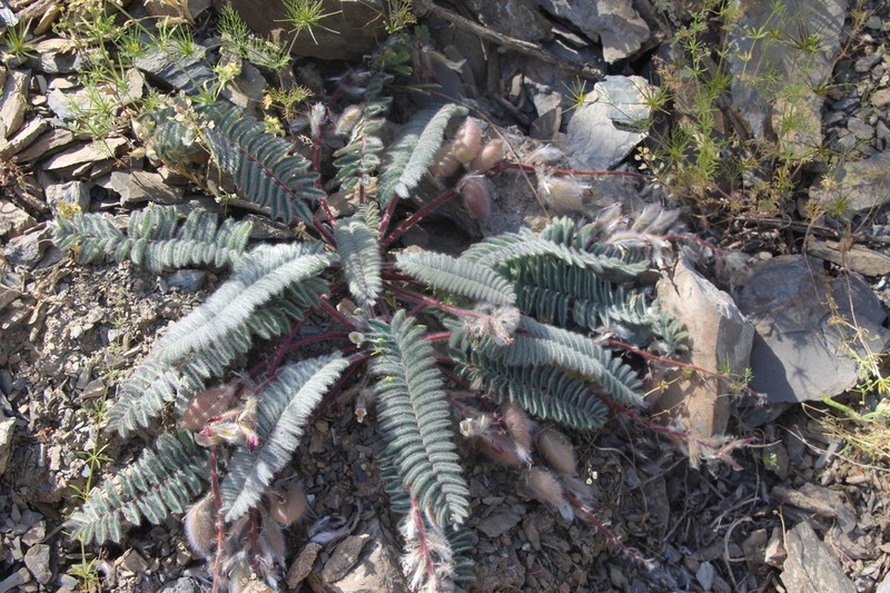 Astragalus leptophysus photo 8