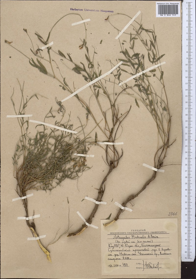 Astragalus leptopus