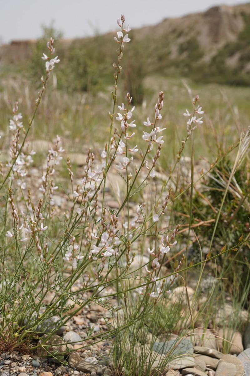 Astragalus leptostachys