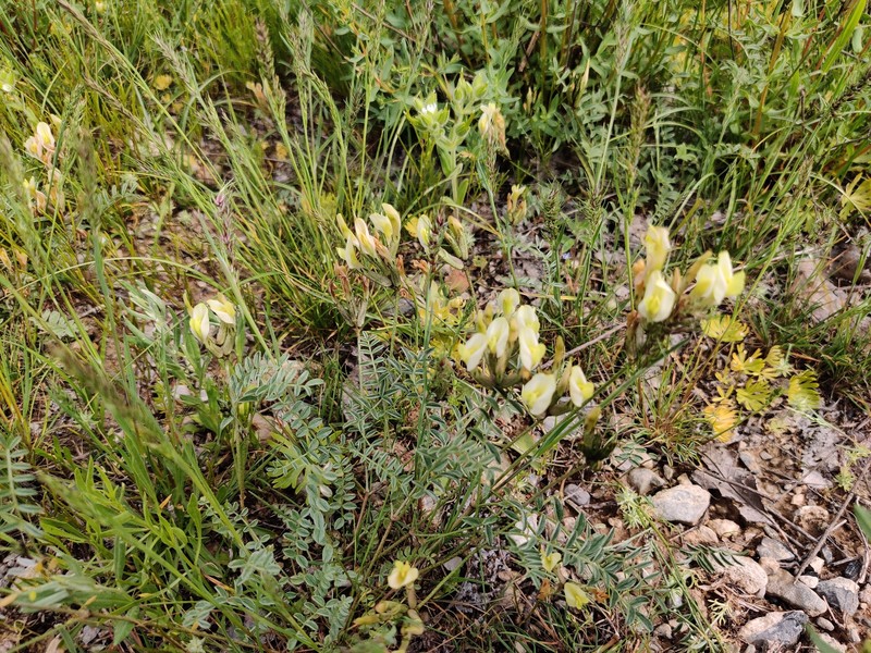 Astragalus leptostachys photo 2