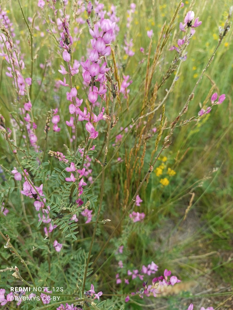 Astragalus leptostachys photo 3