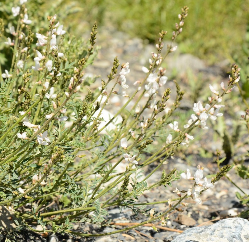 Astragalus leptostachys photo 4
