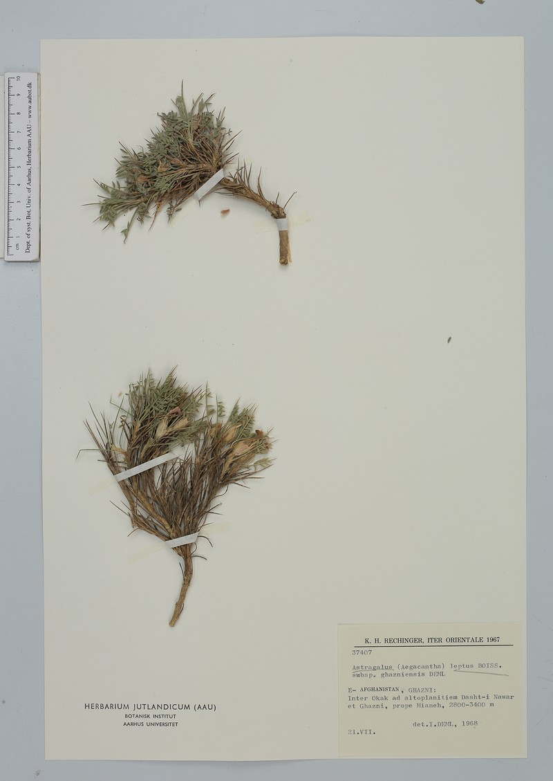 Astragalus leptus subsp. ghazniensis