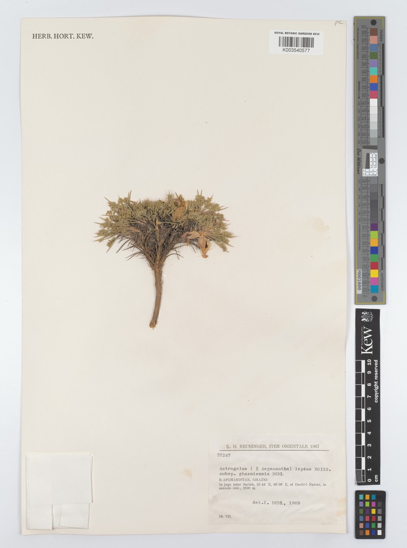 Astragalus leptus subsp. ghazniensis photo 2