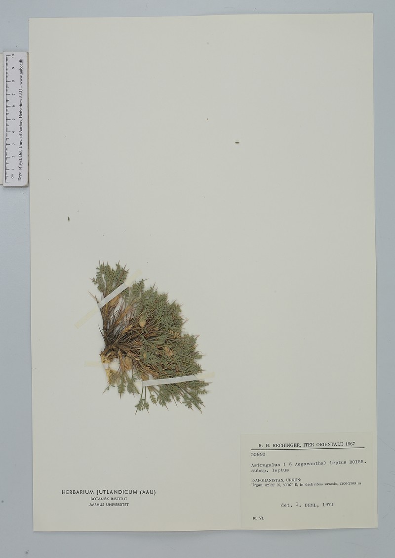 Astragalus leptus subsp. leptus