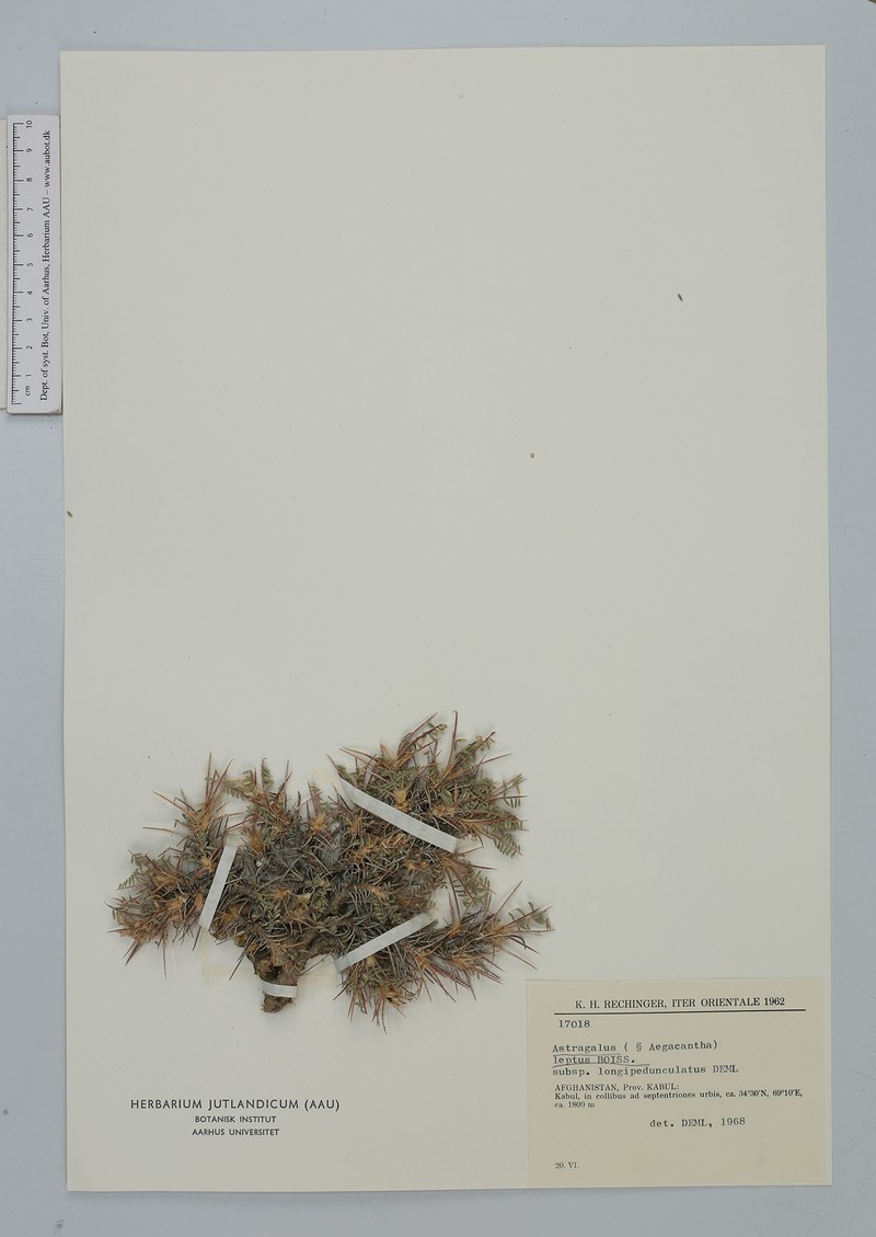 Astragalus leptus subsp. longipedunculatus