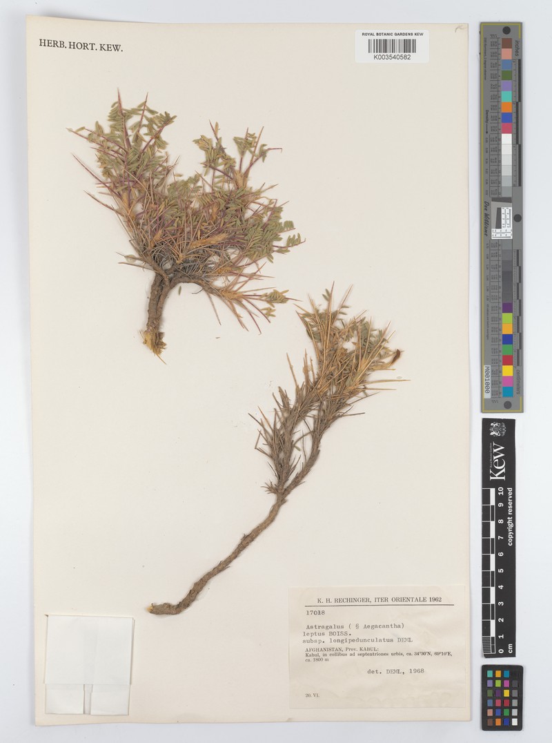 Astragalus leptus subsp. longipedunculatus photo 2