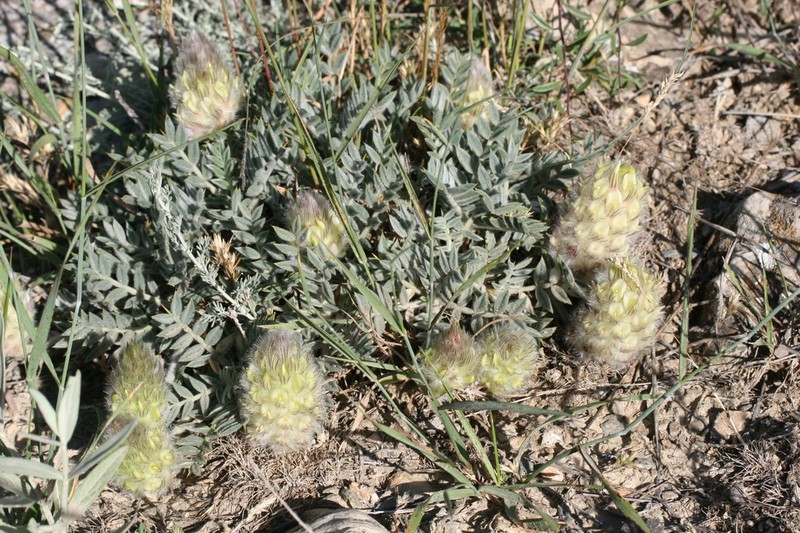 Astragalus leptynticus