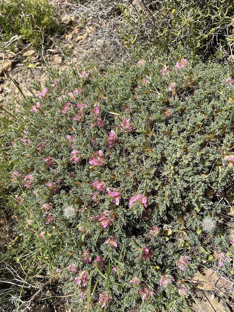 Astragalus lesbiacus