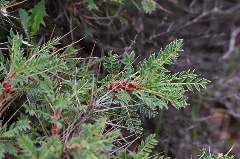 Astragalus lesbiacus photo 2