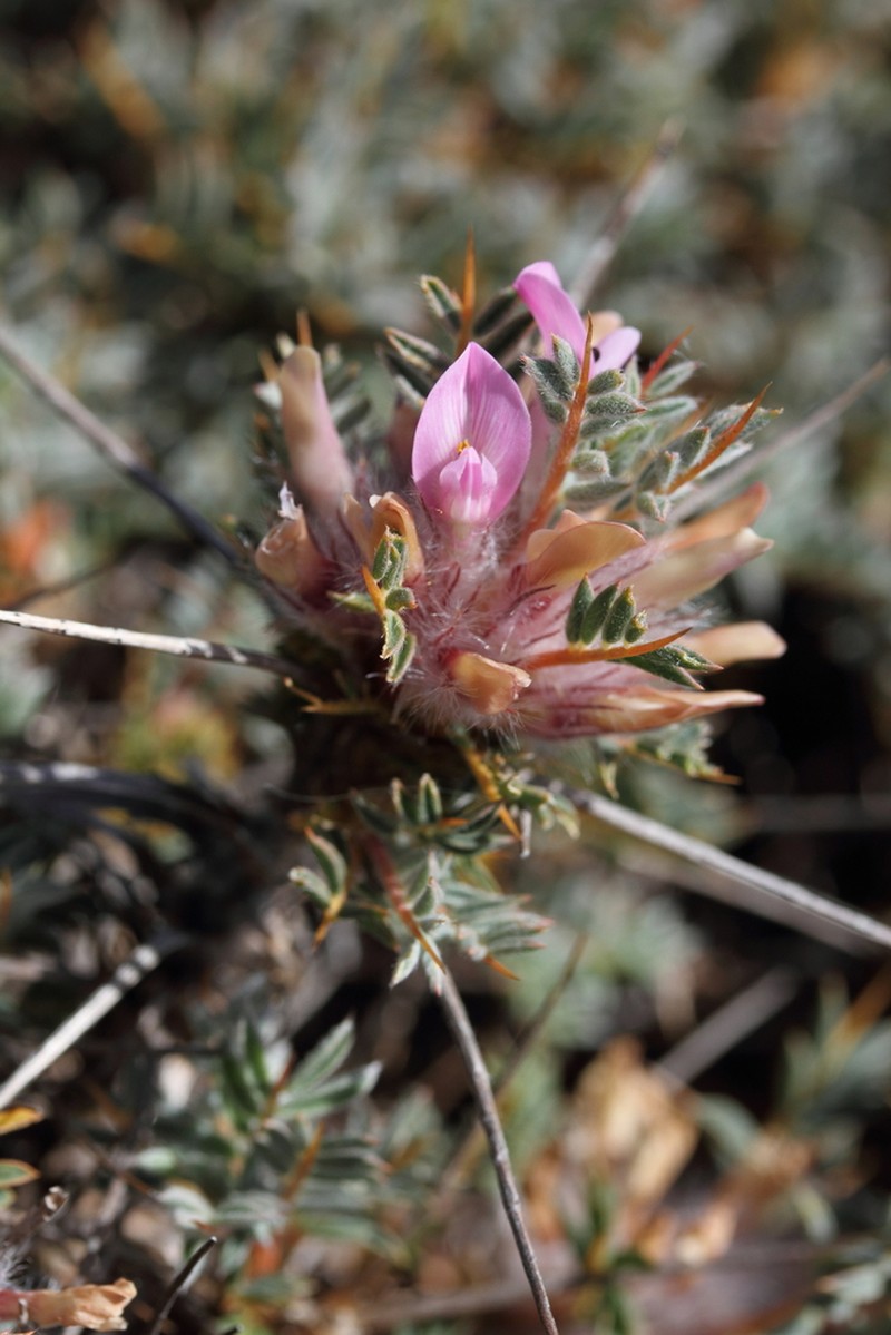Astragalus lesbiacus photo 3