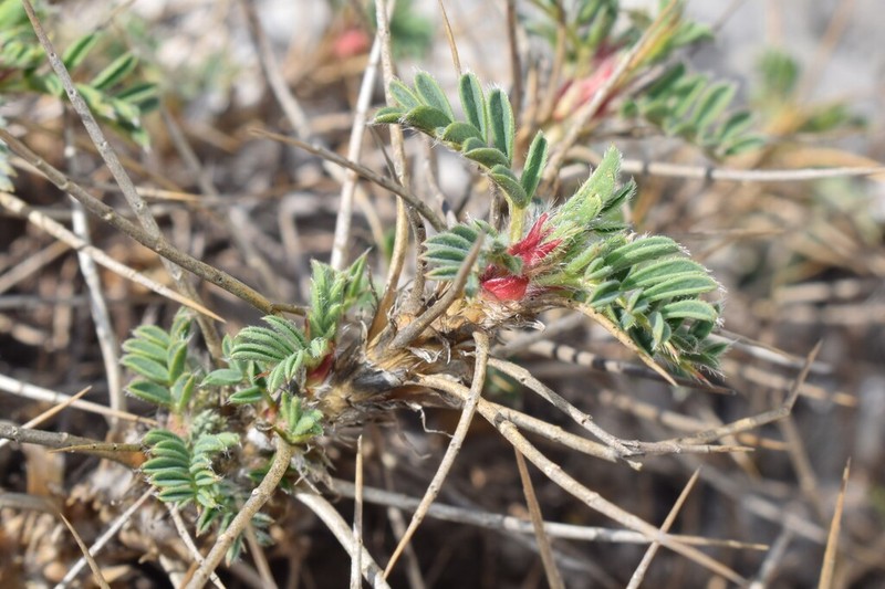 Astragalus lesbiacus photo 4