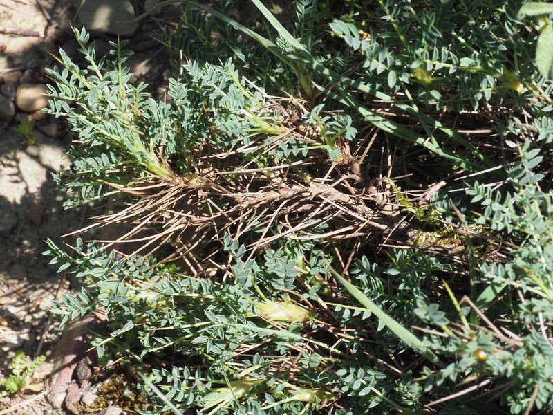 Astragalus lesbiacus photo 5