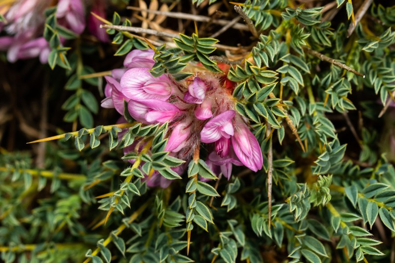 Astragalus lesbiacus photo 6