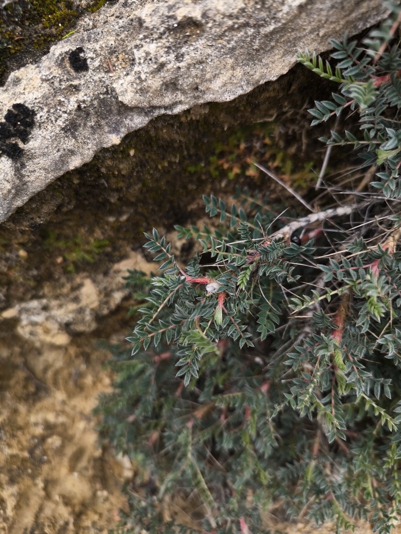 Astragalus lesbiacus photo 7