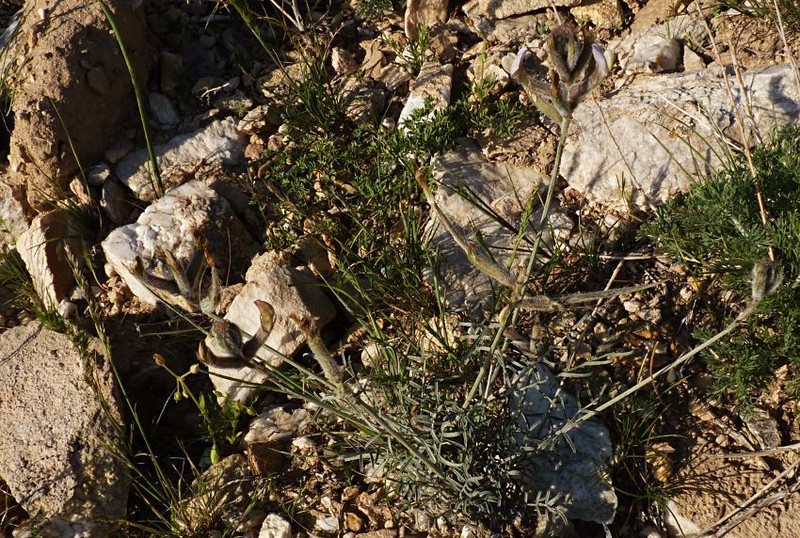 Astragalus leucocalyx