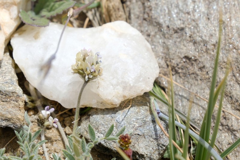 Astragalus leucocephalus photo 2