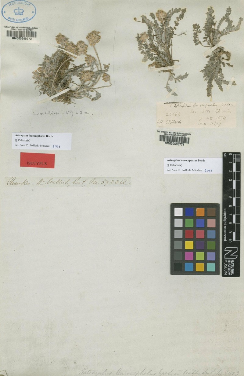 Astragalus leucocephalus photo 3