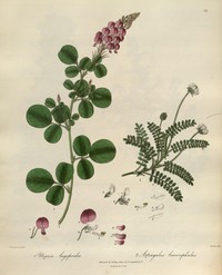 Astragalus leucocephalus