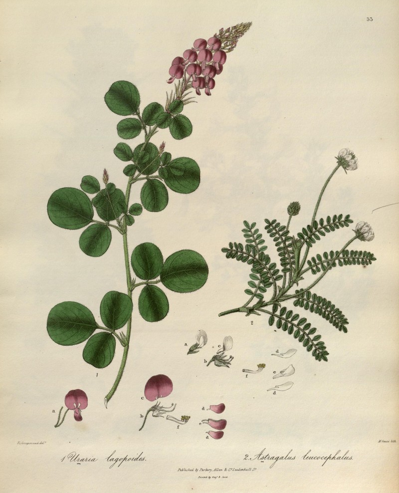 Astragalus leucocephalus