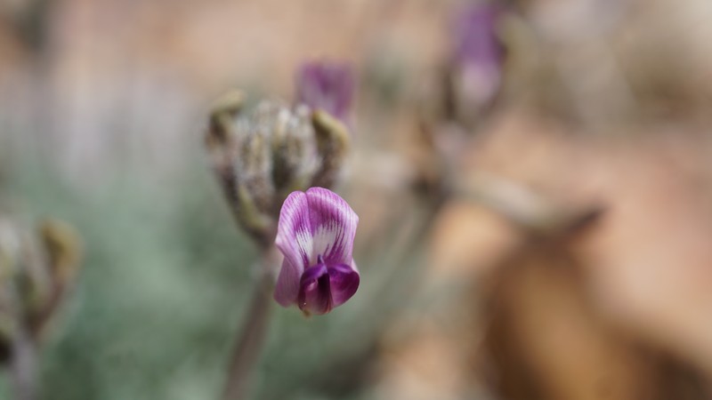 Bear Valley Milkvetch