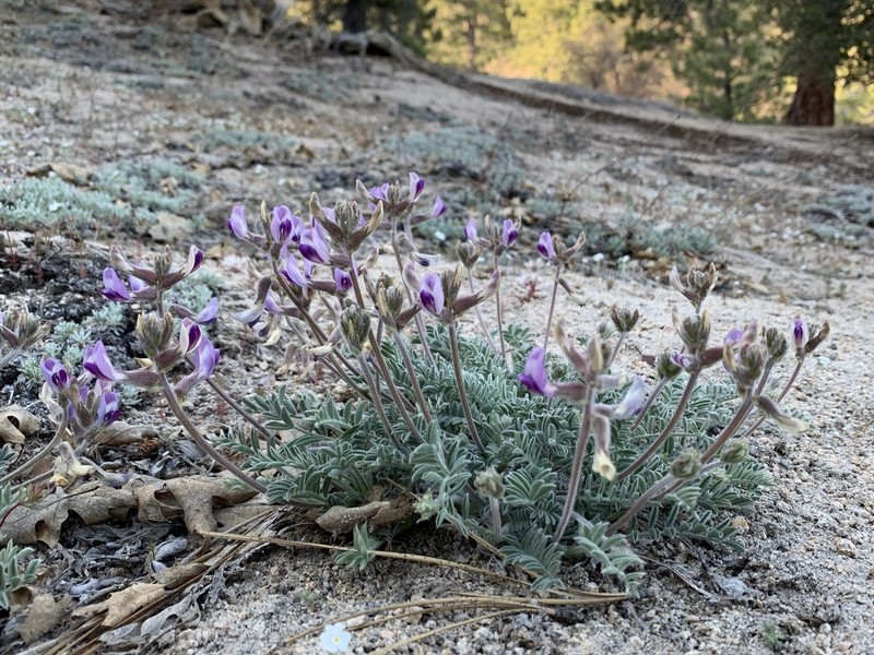 Bear Valley Milkvetch photo 2