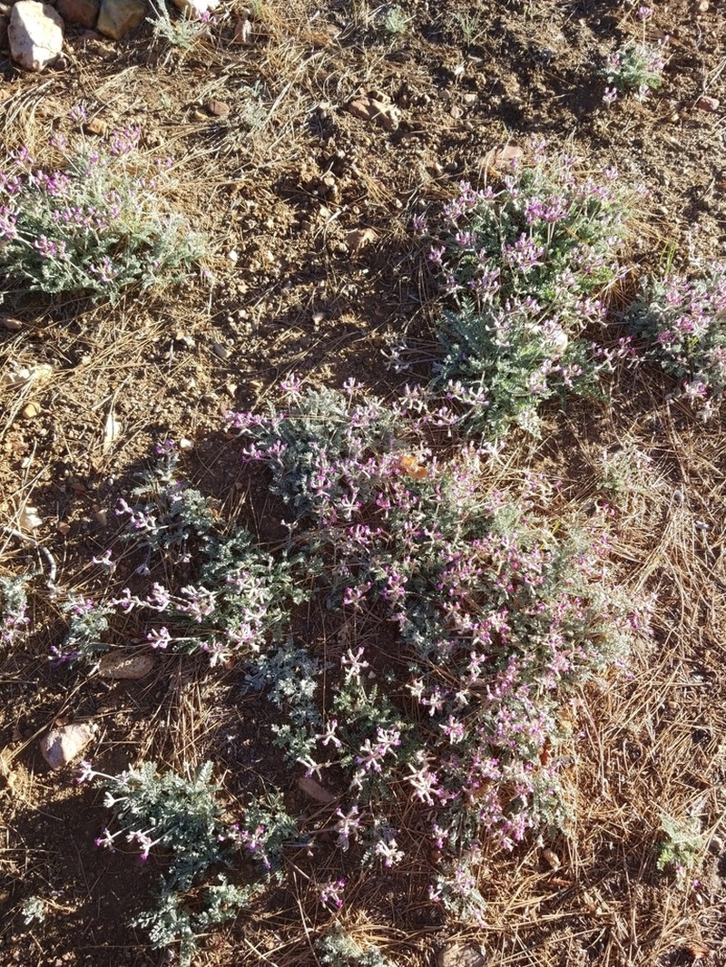 Bear Valley Milkvetch photo 3