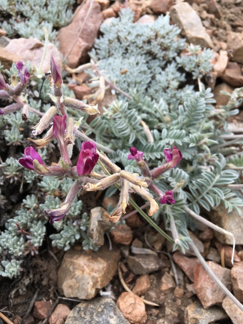 Bear Valley Milkvetch photo 4