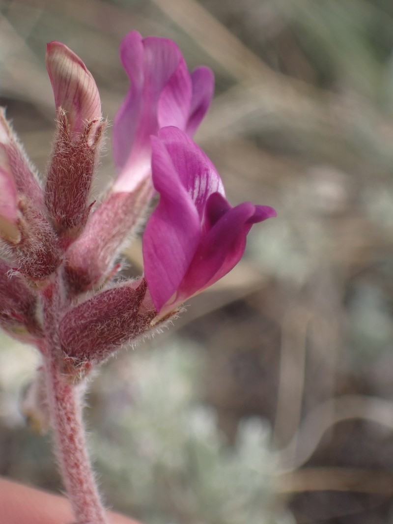 Bear Valley Milkvetch photo 5