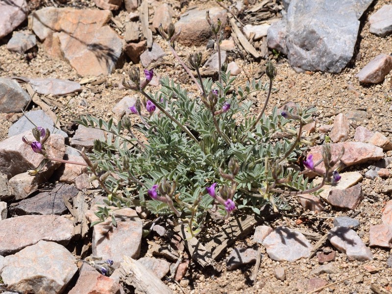 Bear Valley Milkvetch photo 6