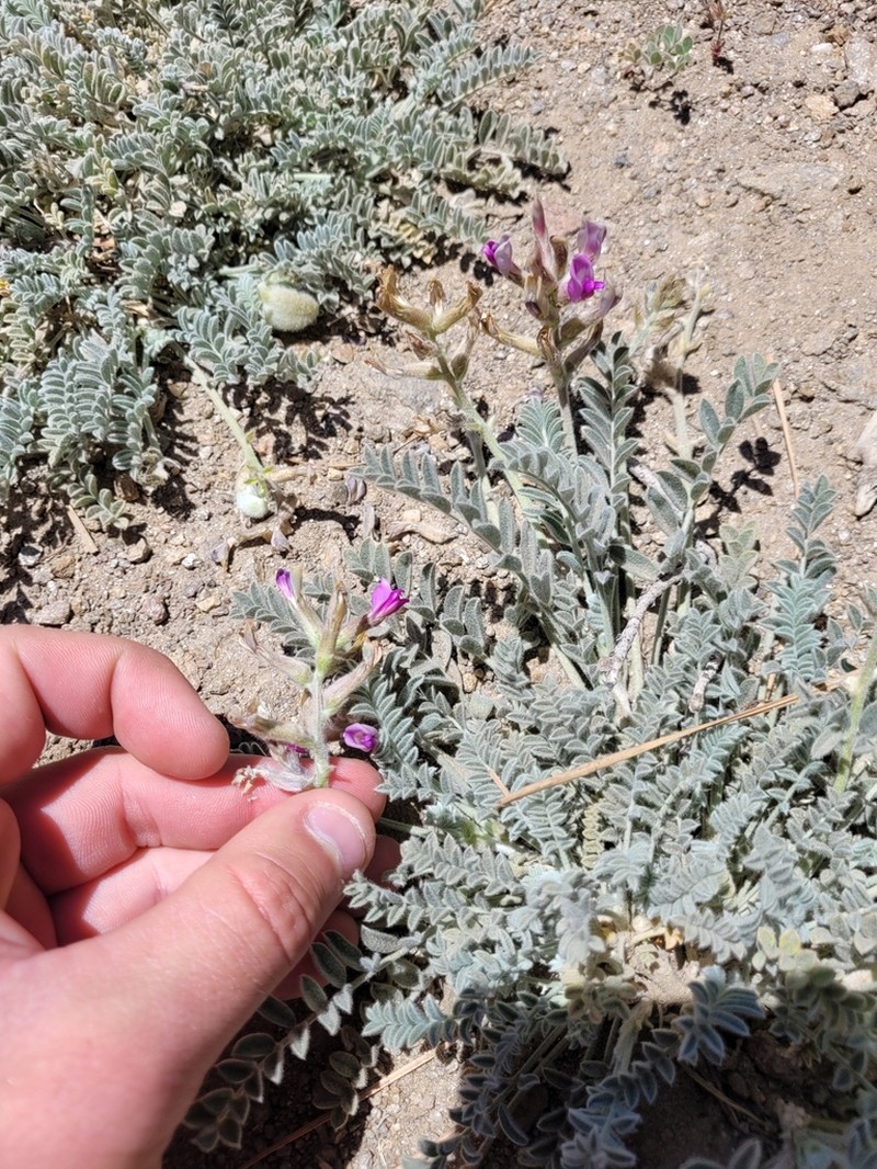 Bear Valley Milkvetch photo 7