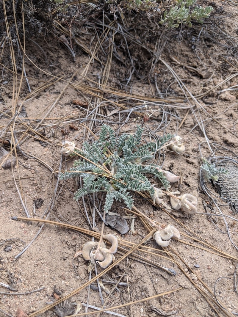 Bear Valley Milkvetch photo 8