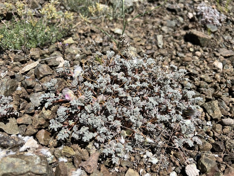 Astragalus leucomallophorus photo 2