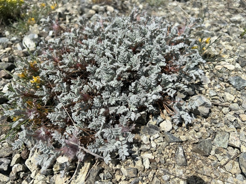 Astragalus leucomallophorus photo 3