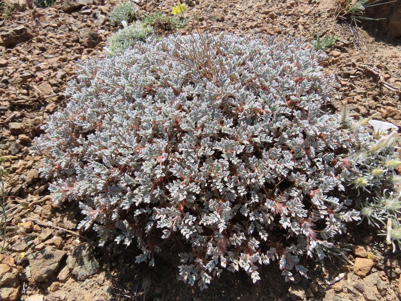 Astragalus leucomallophorus photo 4