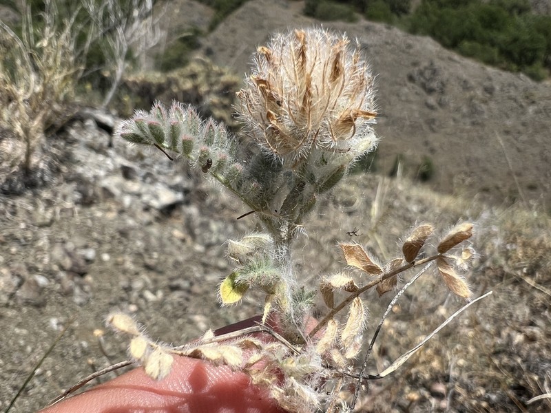 Astragalus leucothrix