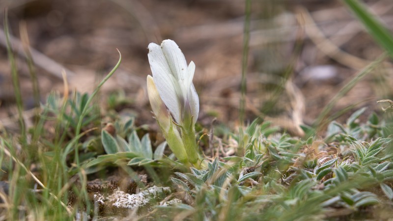 Astragalus levidensis