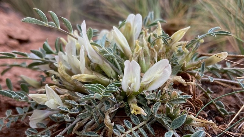 Astragalus levidensis photo 2