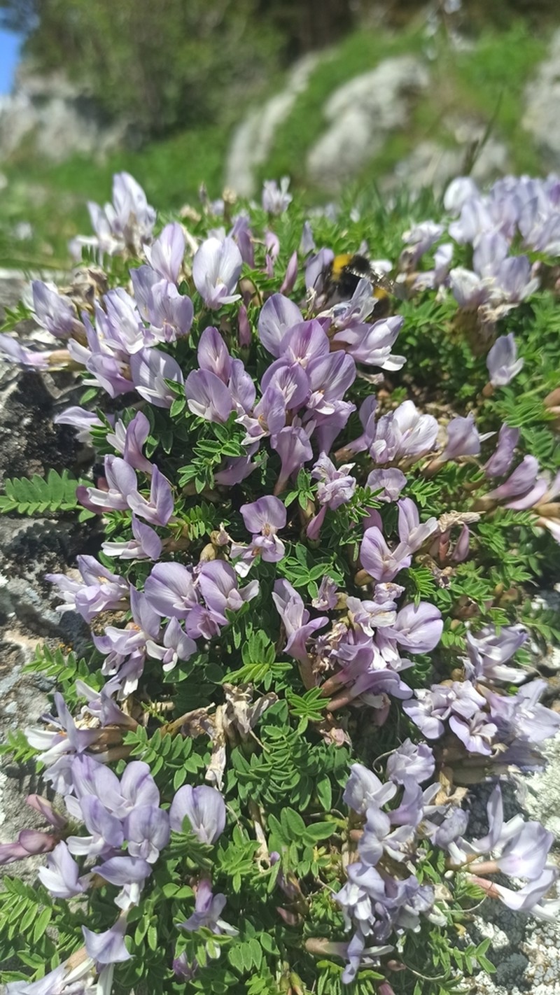 Astragalus levieri