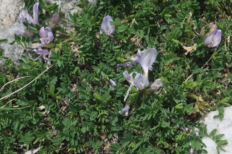 Astragalus levieri photo 2