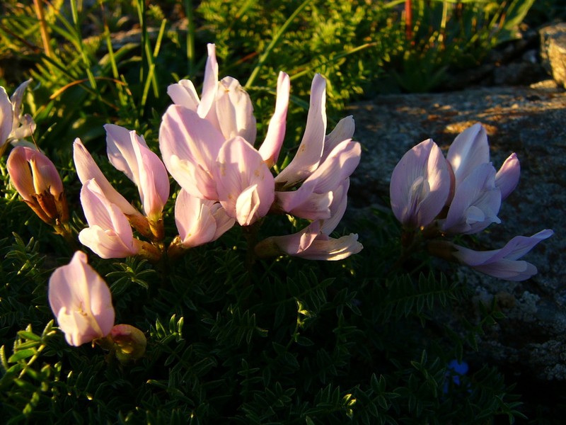 Astragalus levieri photo 3