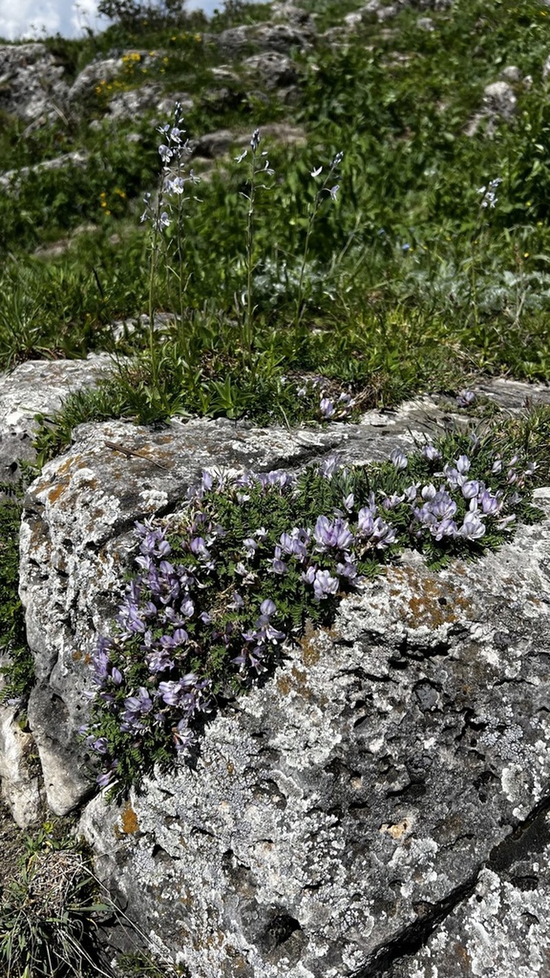 Astragalus levieri photo 4