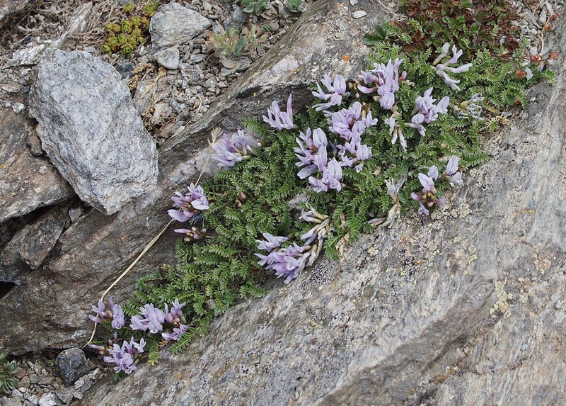 Astragalus levieri photo 5
