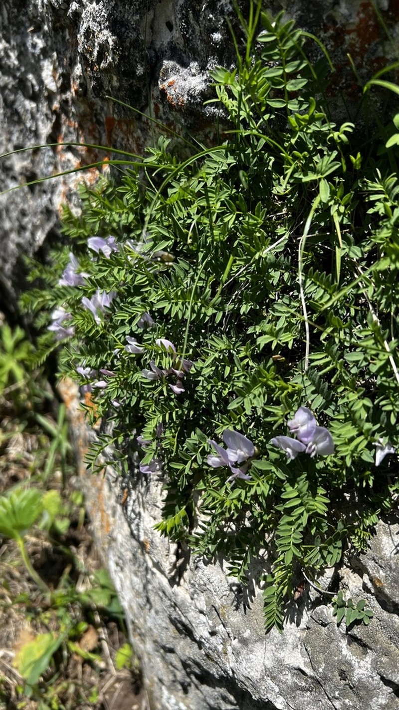 Astragalus levieri photo 6