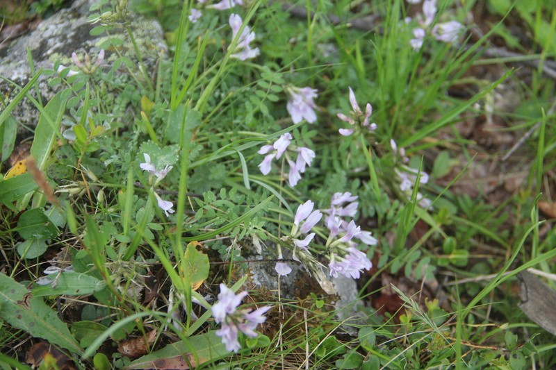 Astragalus levieri photo 7