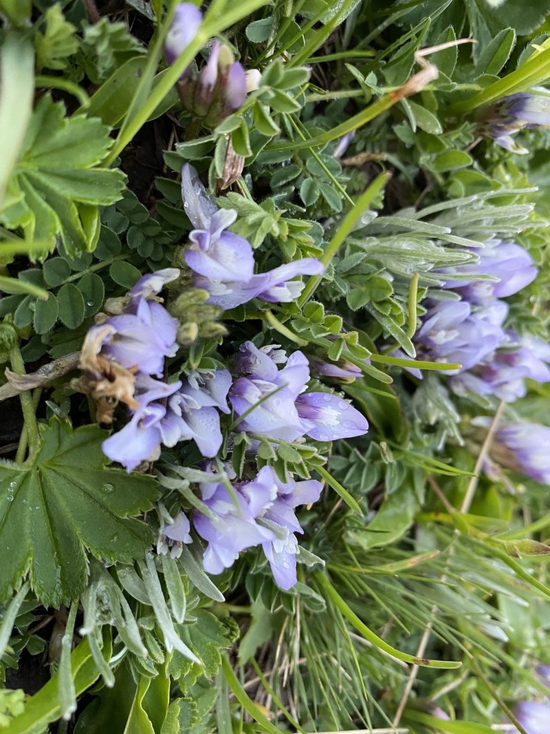 Astragalus levieri photo 8