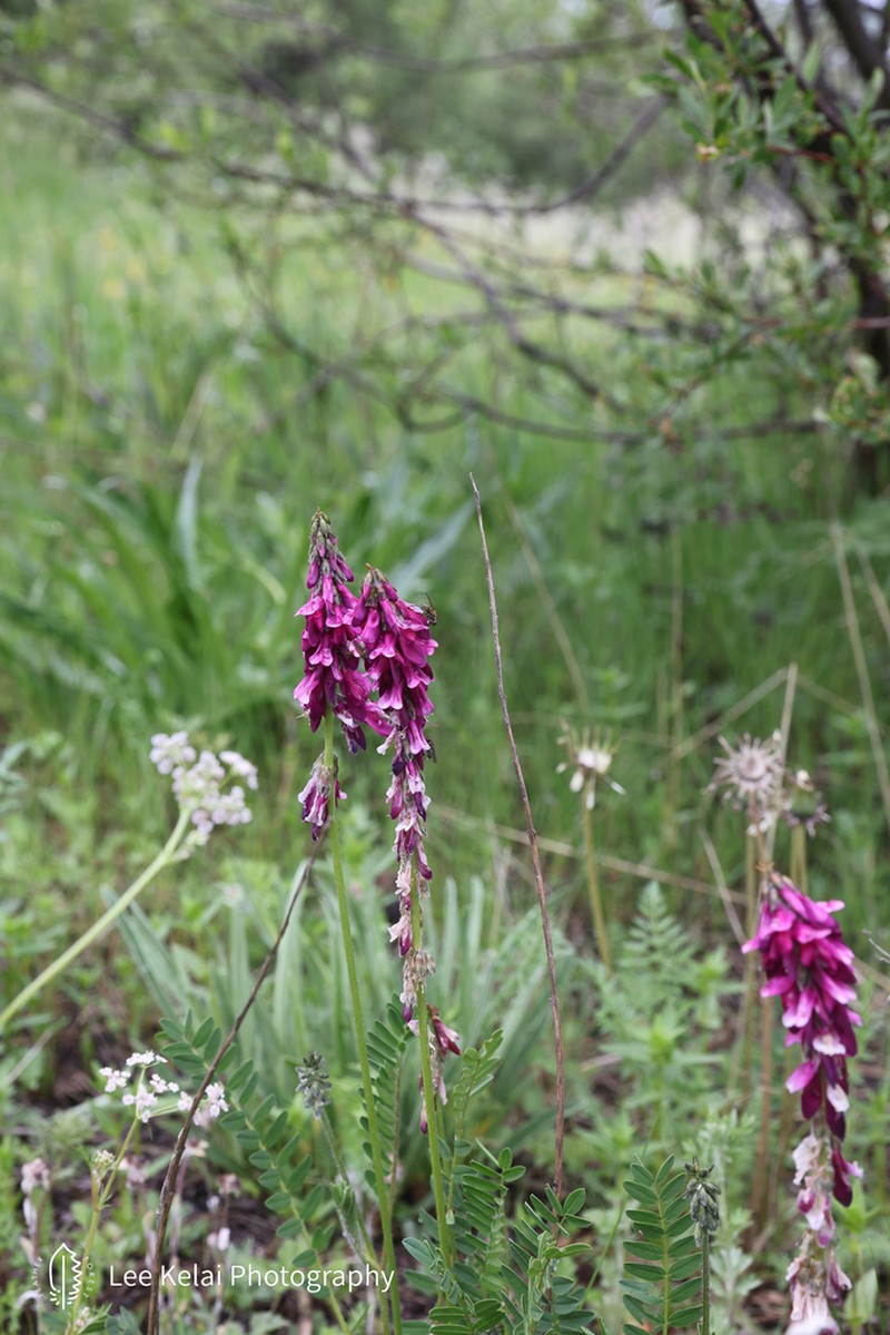 Astragalus licentianus
