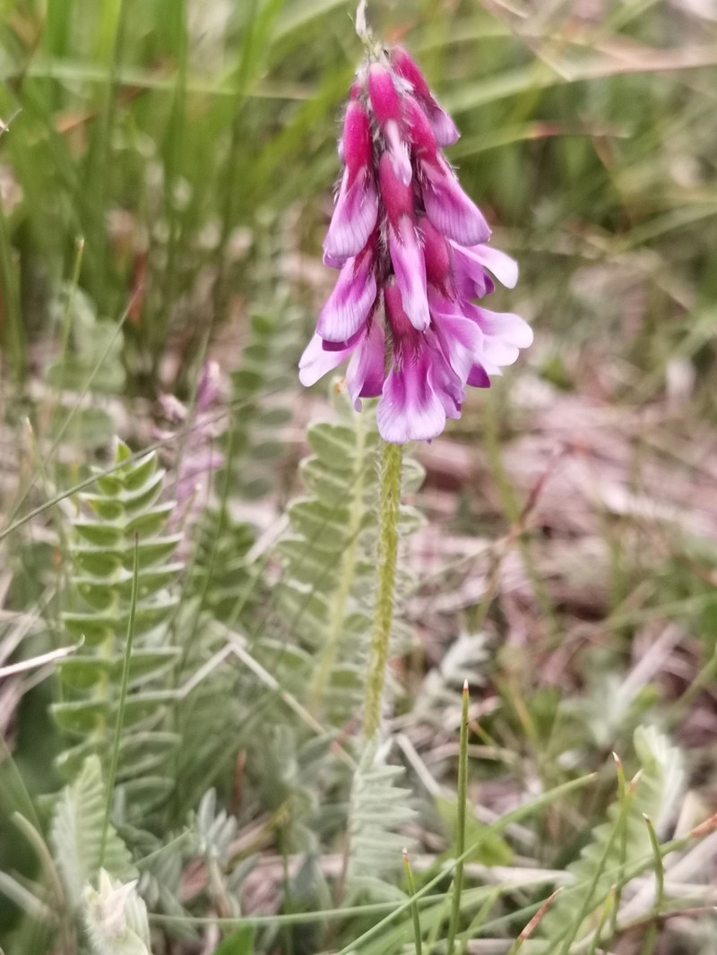 Astragalus licentianus photo 2